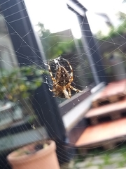 Araneus diadematus