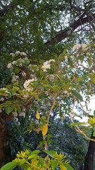 Tabernaemontana arborea