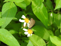 Deudorix epijarbas menesicles