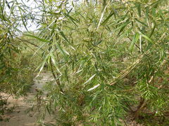 Salix schwerinii