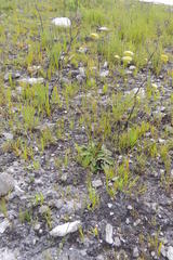 Hermas ciliata