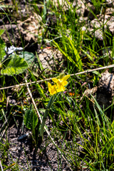 Hypoxis rigidula