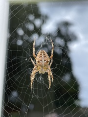 Araneus diadematus