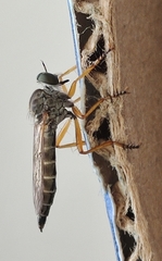 Neomochtherus schineri