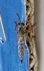 Neomochtherus schineri