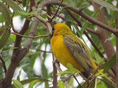 Ploceus intermedius cabanisii