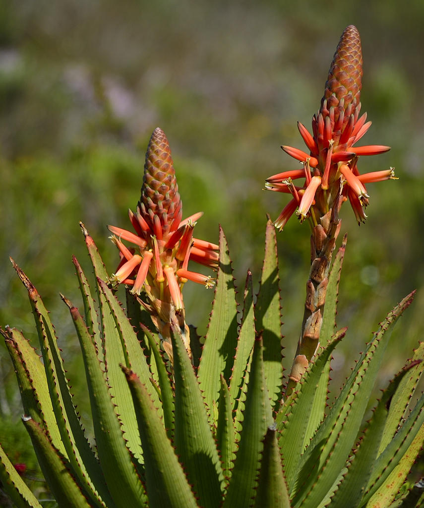Aloe lineata var. lineata