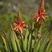 Red-spined Aloe - Photo (c) Adriaan Grobler, some rights reserved (CC BY-NC), uploaded by Adriaan Grobler