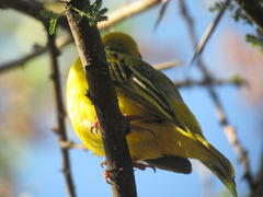Ploceus intermedius cabanisii
