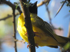 Ploceus intermedius cabanisii