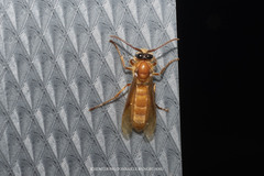 Provespa barthelemyi