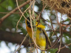 Ploceus intermedius cabanisii