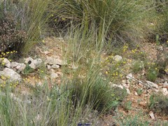 Stipa lagascae