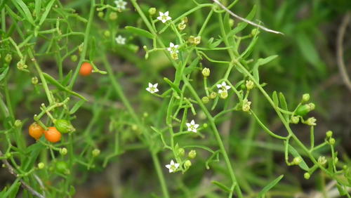 Thesium triflorum