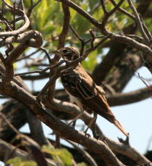 Pinarocorys nigricans nigricans