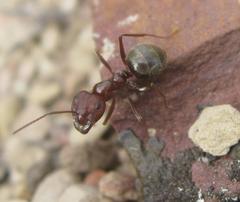 Anoplolepis steingroeveri