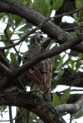 Pinarocorys nigricans nigricans