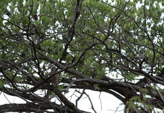 Pinarocorys nigricans nigricans