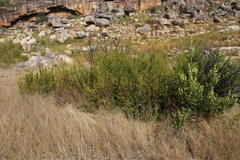 Diospyros glabra