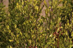 Diospyros glabra