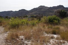 Diospyros glabra