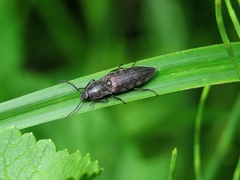 Actenicerus