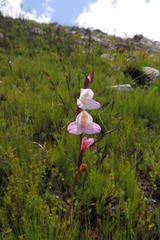 Disa racemosa