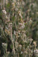 Exomis microphylla axyrioides