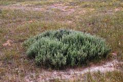 Exomis microphylla axyrioides