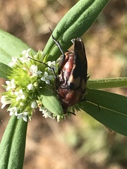 Macrosiagon octomaculata