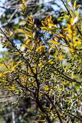 Ochna arborea