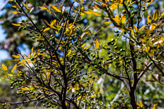 Ochna arborea