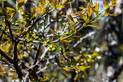 Ochna arborea