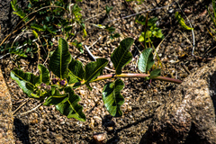 Pachycarpus concolor