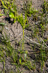 Pelargonium schlechteri