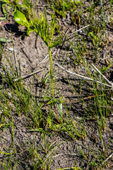 Pelargonium schlechteri