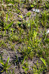 Pelargonium schlechteri
