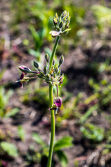 Pelargonium schlechteri