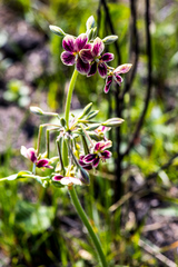 Pelargonium schlechteri