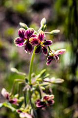 Pelargonium schlechteri