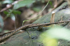 Dendrelaphis ngansonensis