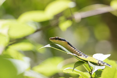 Dendrelaphis ngansonensis