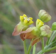 Pentarrhinum insipidum