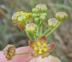 Pentarrhinum insipidum