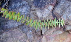 Crassula perforata perforata