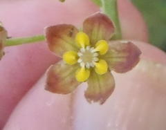 Pentarrhinum insipidum