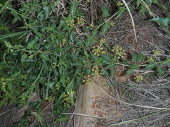 Pentarrhinum insipidum