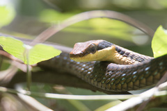 Dendrelaphis ngansonensis