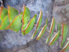 Crassula perforata perforata