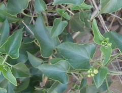 Pentarrhinum insipidum